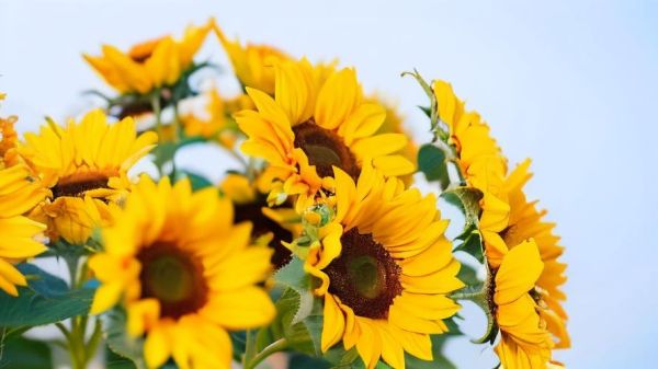 向日葵花图片大全大图_高清壁纸怎么找