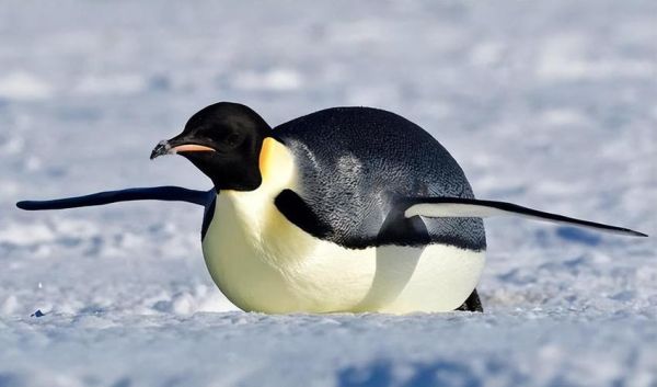 企鹅长什么样_企鹅图片大全哪里找