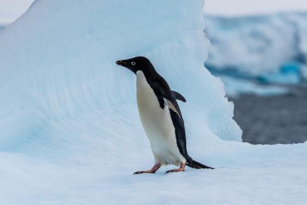 企鹅长什么样_企鹅图片大全哪里找