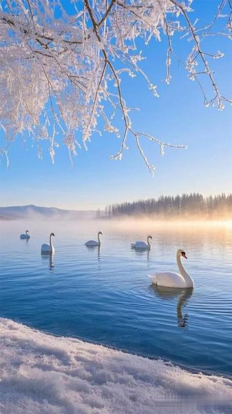 天鹅湖图片大全哪里找_如何挑选高清壁纸