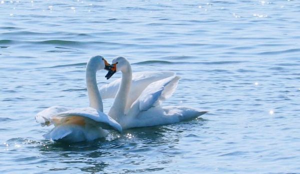 天鹅湖图片大全哪里找_如何挑选高清壁纸