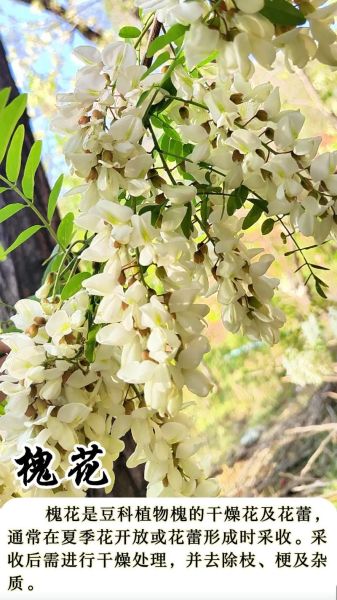 梦到槐花是什么意思_槐花梦境解析