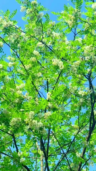 梦到槐花是什么意思_槐花梦境解析