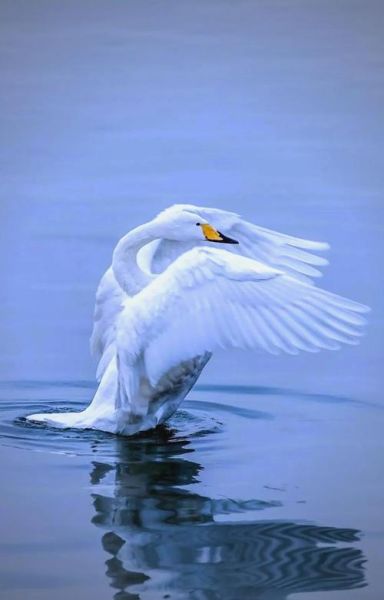 天鹅湖图片大全哪里找_如何挑选高清壁纸