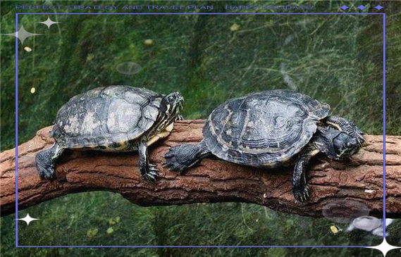 梦到龟是什么意思_梦见乌龟吉凶解析