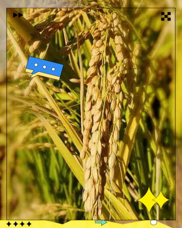 梦到水稻是什么意思_梦见水稻丰收好不好