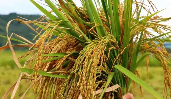 梦到水稻是什么意思_梦见水稻丰收好不好