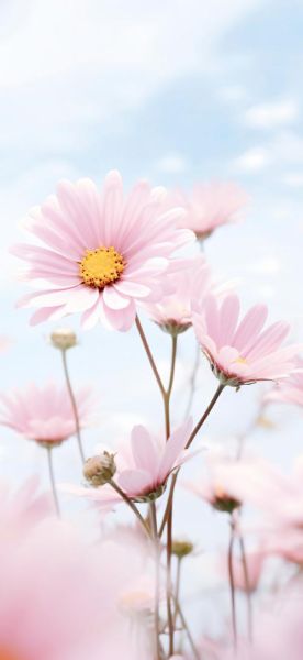 清新图片大全哪里找_如何挑选高清壁纸