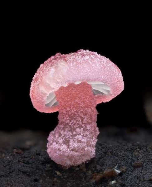 蘑菇高清图片大全_如何拍摄蘑菇高清图