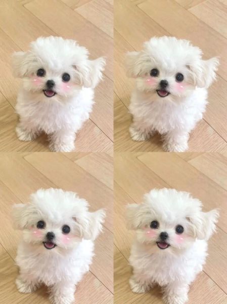 比熊图片大全_比熊犬高清图哪里找