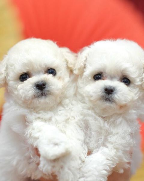 比熊图片大全_比熊犬高清图哪里找