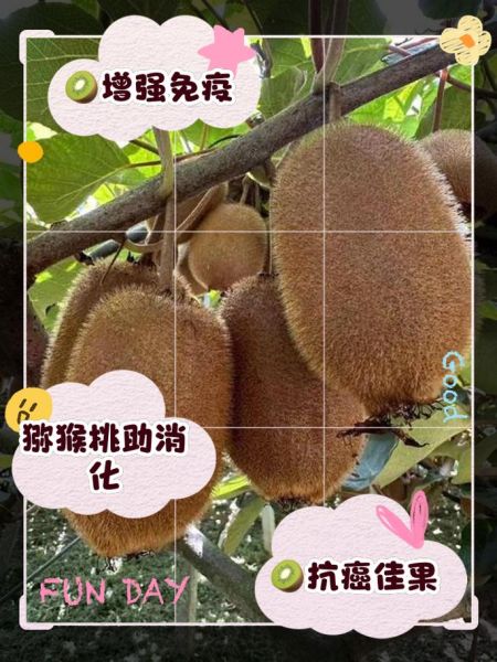 梦到吃猕猴桃什么意思_梦见吃猕猴桃预示什么