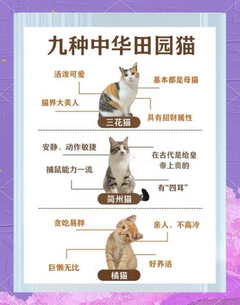 中国猫品种大全_哪种最适合家养