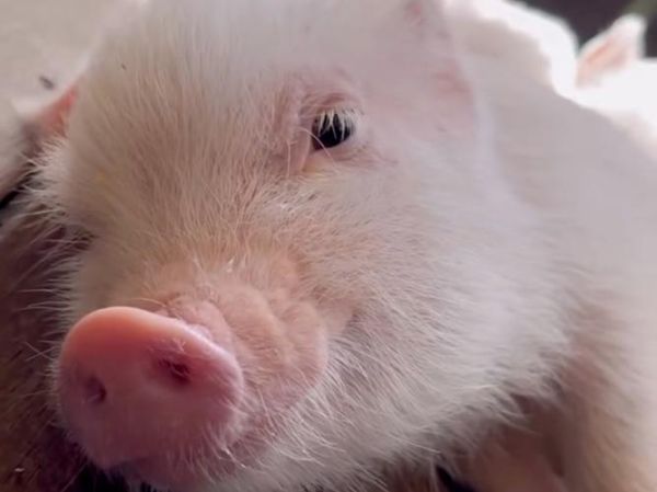 萌宠猪猪图片大全可爱_猪猪为什么这么萌