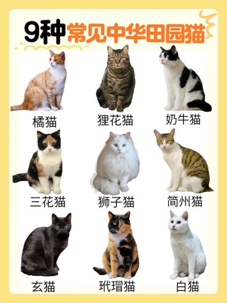 中国猫品种大全_哪种最适合家养