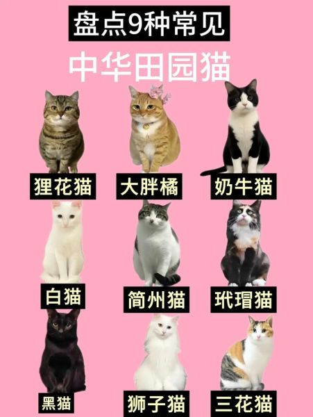 中国猫品种大全_哪种最适合家养
