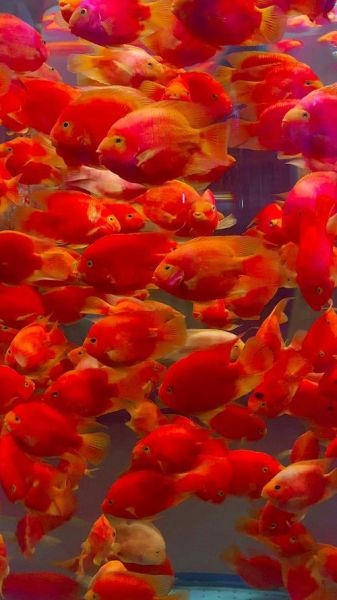 红鲤鱼图片大全_红鲤鱼高清壁纸哪里找