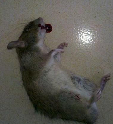 梦见老鼠咬我_周公解梦准吗