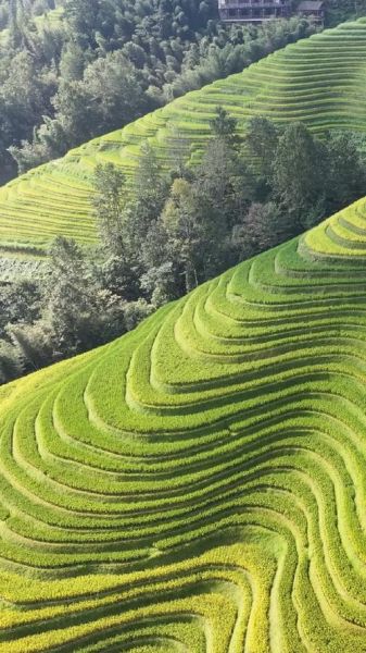 梯田图片大全哪里找_如何拍出震撼效果