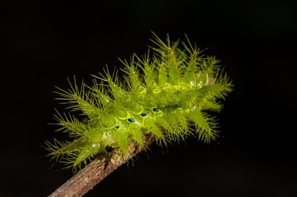 梦到绿色虫子是什么意思_绿色虫子梦境解析