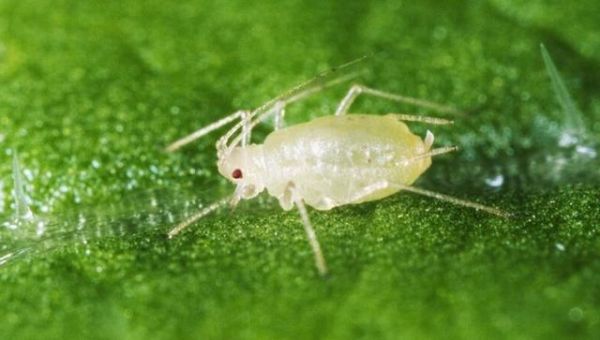 梦到绿色虫子是什么意思_绿色虫子梦境解析