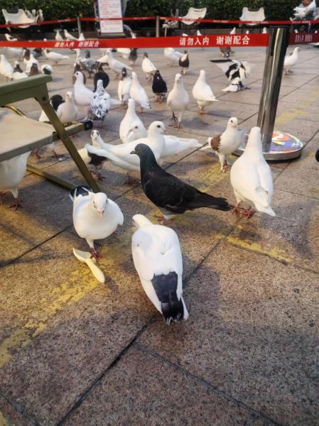 孕妇梦到鸽子是什么意思_孕妇梦见白鸽生男生女