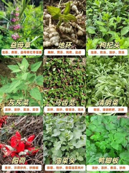 野菜图片大全及名字_常见野菜有哪些
