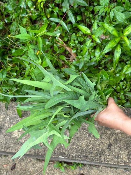 野菜图片大全及名字_常见野菜有哪些