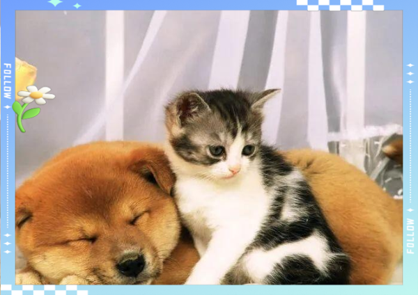 梦到小猫小狗是什么意思_梦见猫狗同时出现代表什么