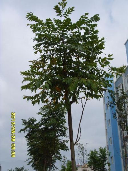 梦到树发芽是什么意思_树发芽梦境解析