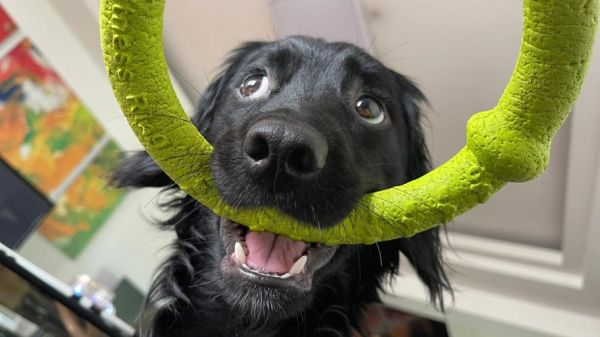 小黑狗图片大全_如何挑选高清壁纸