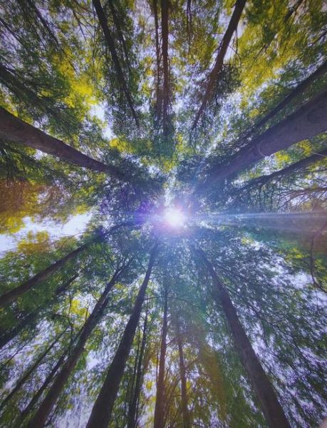 绿叶图片大全高清_如何拍出通透感