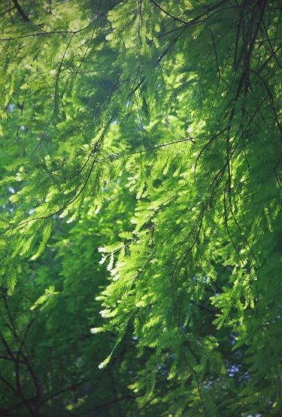 绿叶图片大全高清_如何拍出通透感