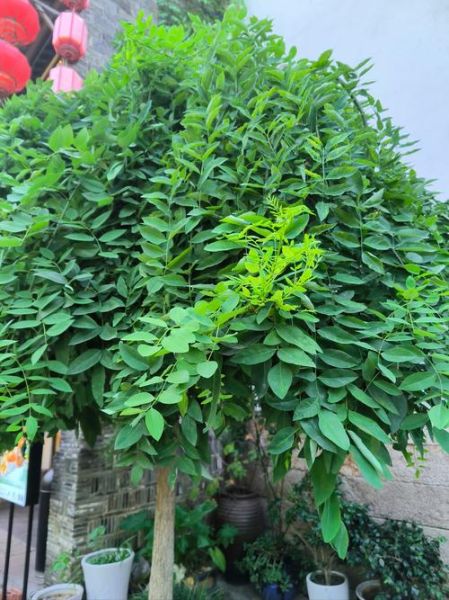 槐花树图片大全大图_槐花树高清图哪里找