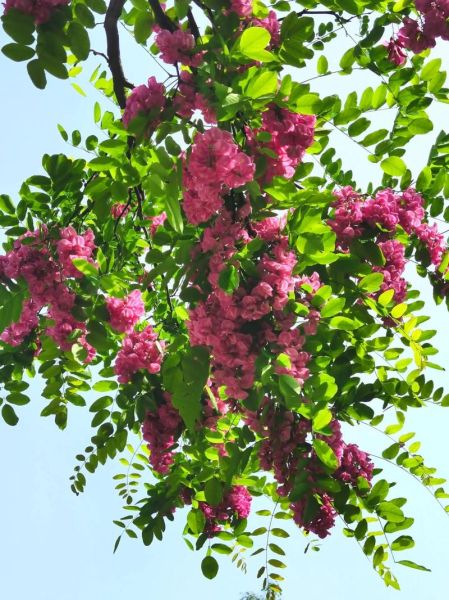 槐花树图片大全大图_槐花树高清图哪里找