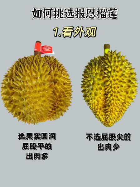 大榴莲图片大全_如何挑选成熟榴莲