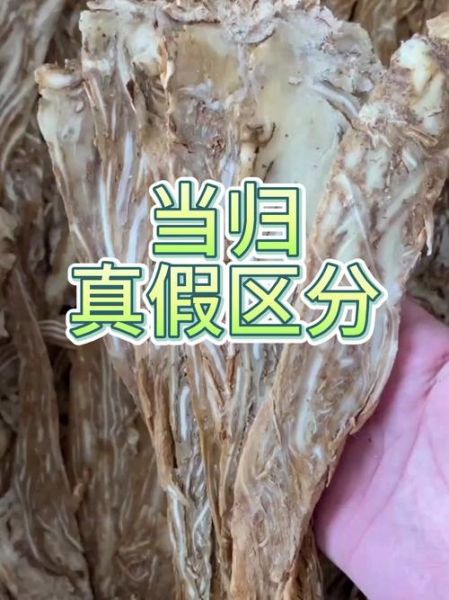 当归身图片大全_如何辨别真假当归身