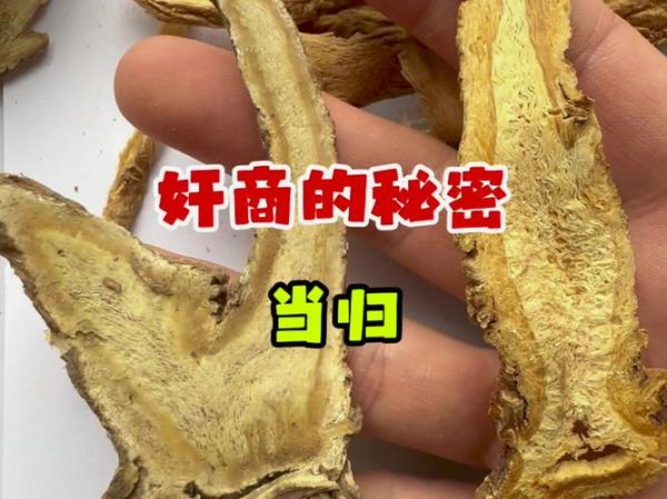 当归身图片大全_如何辨别真假当归身