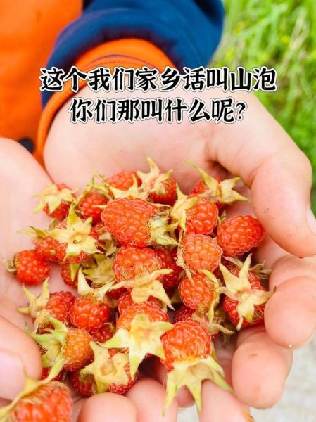 树莓宝宝能吃吗_婴儿多大可以吃树莓