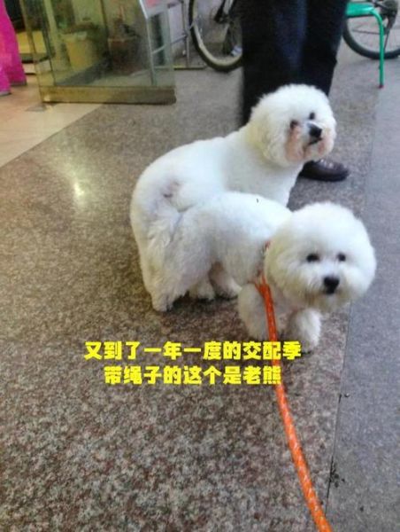 梦到熊是什么意思_梦见熊攻击我怎么办