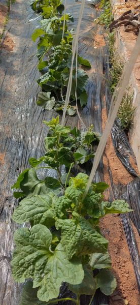 叶子图片大全_高清叶子图片怎么找