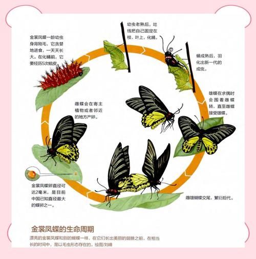 蝴蝶图片大全_如何快速识别常见种类