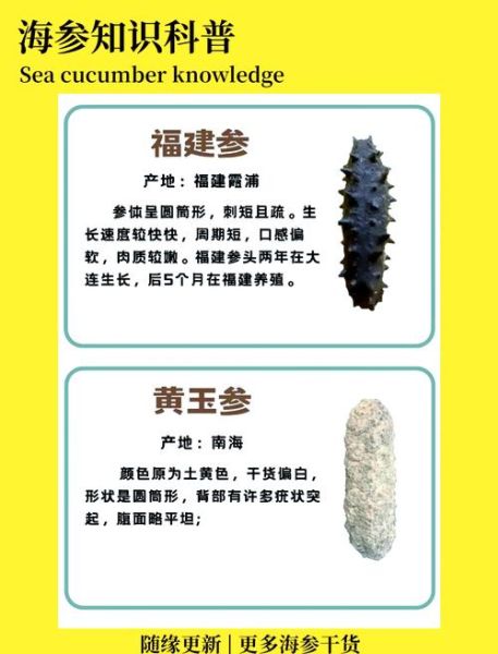 海参图片大全_海参怎么挑选