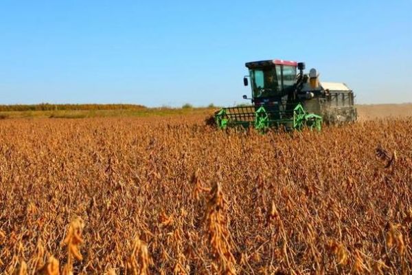 梦到大豆是什么意思_梦见大豆预示什么