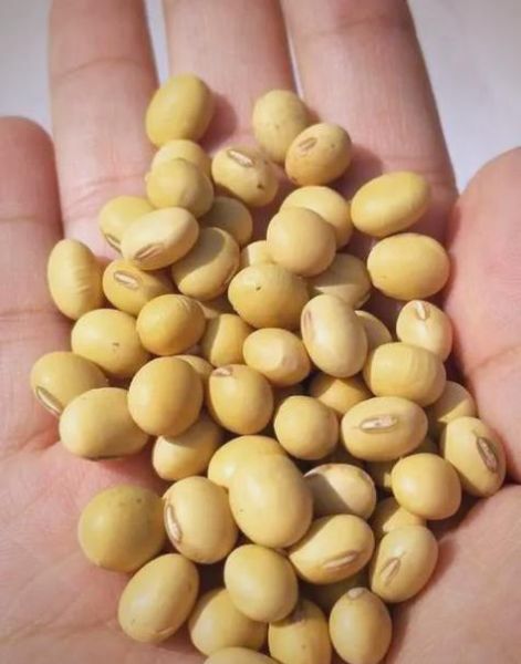 梦到大豆是什么意思_梦见大豆预示什么