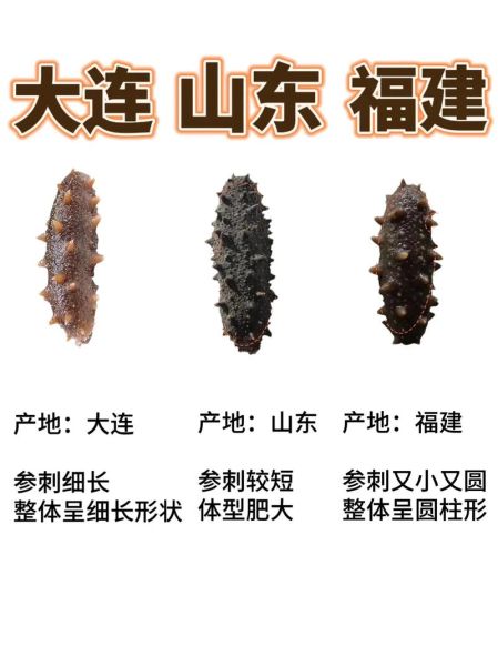 海参图片大全_海参怎么挑选