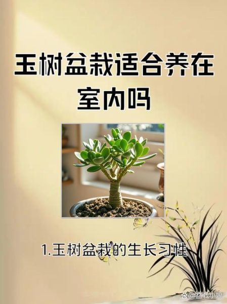 玉树图片大全_玉树怎么养才更绿