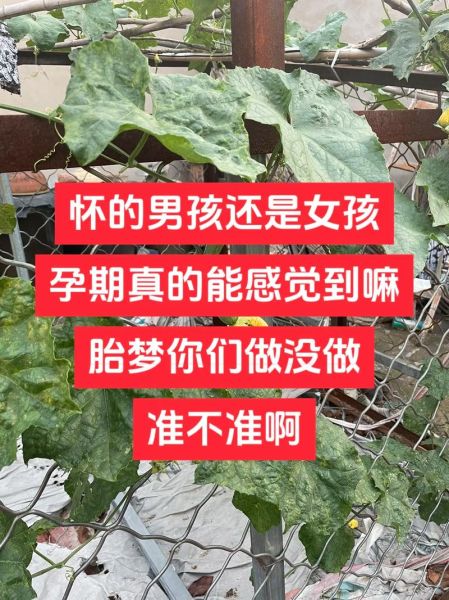 孕妇梦到抓鱼生男生女_胎梦准吗