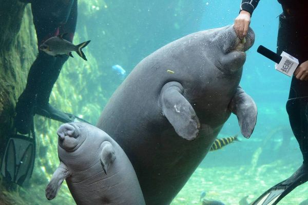 海牛图片大全_海牛长什么样