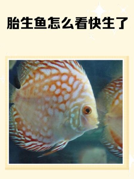 孕妇梦到抓鱼生男生女_胎梦准吗